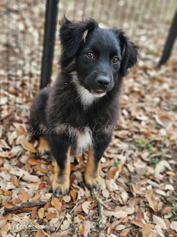 Joseph  – Miniature Australian Shepherd puppy for sale in Dale, TX