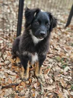 Joseph , a male Miniature Australian Shepherd for sale in Dale, TX – Photo 1 of 6