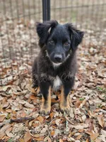 Joseph , a male Miniature Australian Shepherd for sale in Dale, TX – Photo 3 of 6