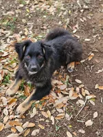Joseph , a male Miniature Australian Shepherd for sale in Dale, TX – Photo 2 of 6