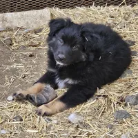 Joseph , a male Miniature Australian Shepherd for sale in Dale, TX – Photo 6 of 6