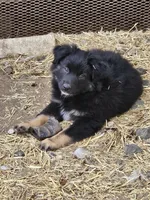 Joseph , a male Miniature Australian Shepherd for sale in Dale, TX – Photo 1 of 3