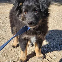 Joseph , a male Miniature Australian Shepherd for sale in Dale, TX – Photo 5 of 6