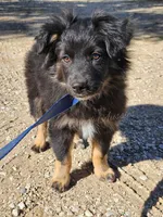 Joseph , a male Miniature Australian Shepherd for sale in Dale, TX – Photo 2 of 3