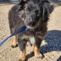 Joseph , a male Miniature Australian Shepherd for sale in Dale, TX – Photo 4 of 6