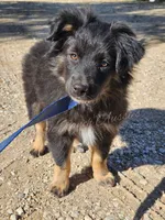 Joseph , a male Miniature Australian Shepherd for sale in Dale, TX – Photo 3 of 3