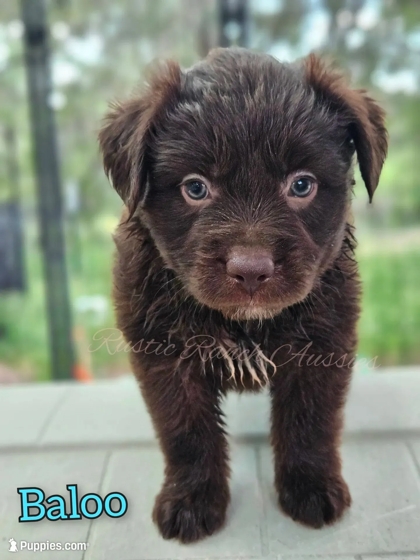 Baloo, a male Miniature Australian Shepherd for sale in Dale, TX – 3 of 5