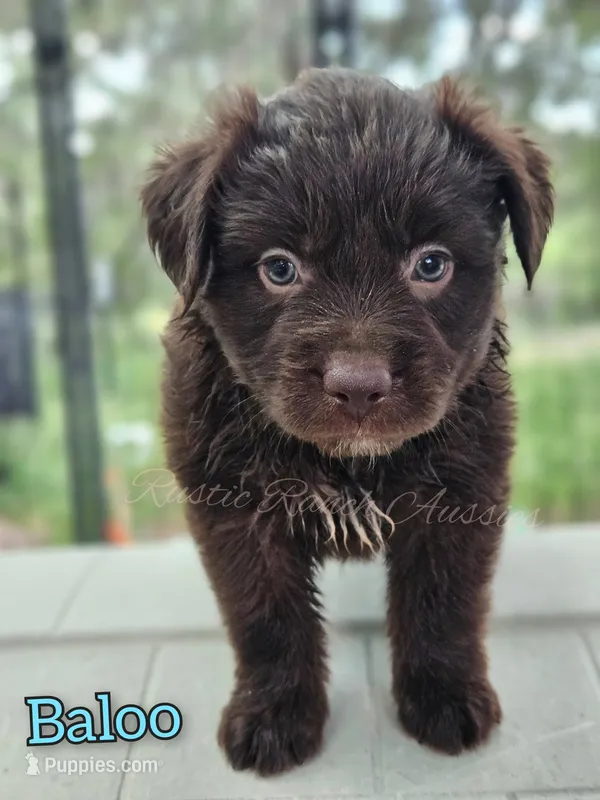 Baloo – Miniature Australian Shepherd puppy for sale in Dale, TX