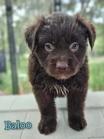 Baloo, a male Miniature Australian Shepherd for sale in Dale, TX – 1 of 3