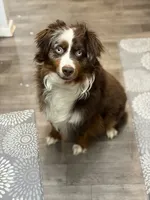 Raksha, a female Miniature Australian Shepherd for sale in Dale, TX – 4 of 5