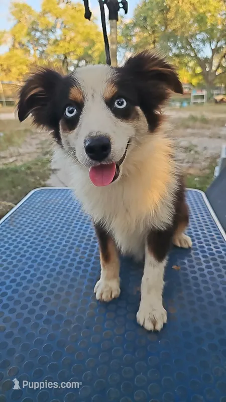 Baby – Toy Australian Shepherd puppy for sale in Dale, TX