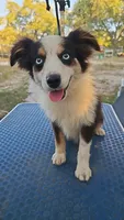 Baby, a female Toy Australian Shepherd for sale in Dale, TX – 1 of 3