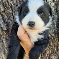Donatello , a male Miniature Australian Shepherd and Toy Australian Shepherd for sale in Dale, TX – Photo 2 of 6