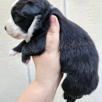 Donatello , a male Miniature Australian Shepherd and Toy Australian Shepherd for sale in Dale, TX – Photo 4 of 6