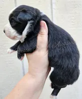 Donatello , a male Miniature Australian Shepherd and Toy Australian Shepherd for sale in Dale, TX – Photo 2 of 4