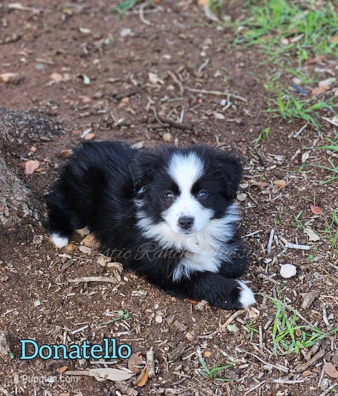 Donatello  – Miniature Australian Shepherd, Toy Australian Shepherd puppy for sale in Dale, TX