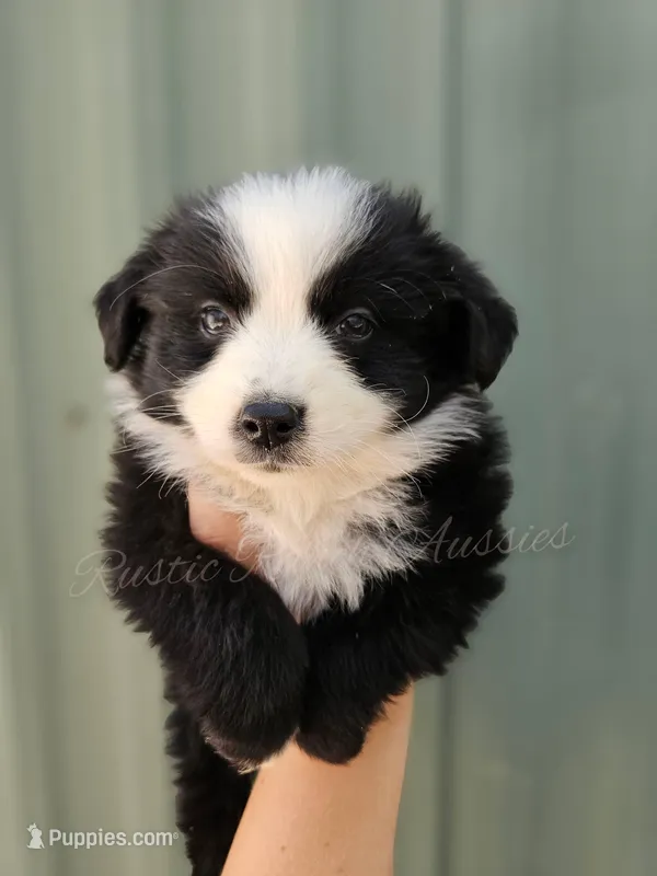 Donatello  – Miniature Australian Shepherd, Toy Australian Shepherd puppy for sale in Dale, TX