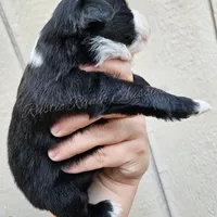 Donatello , a male Miniature Australian Shepherd and Toy Australian Shepherd for sale in Dale, TX – Photo 6 of 6