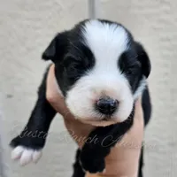 Donatello , a male Miniature Australian Shepherd and Toy Australian Shepherd for sale in Dale, TX – Photo 3 of 6