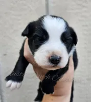 Donatello , a male Miniature Australian Shepherd and Toy Australian Shepherd for sale in Dale, TX – Photo 1 of 4