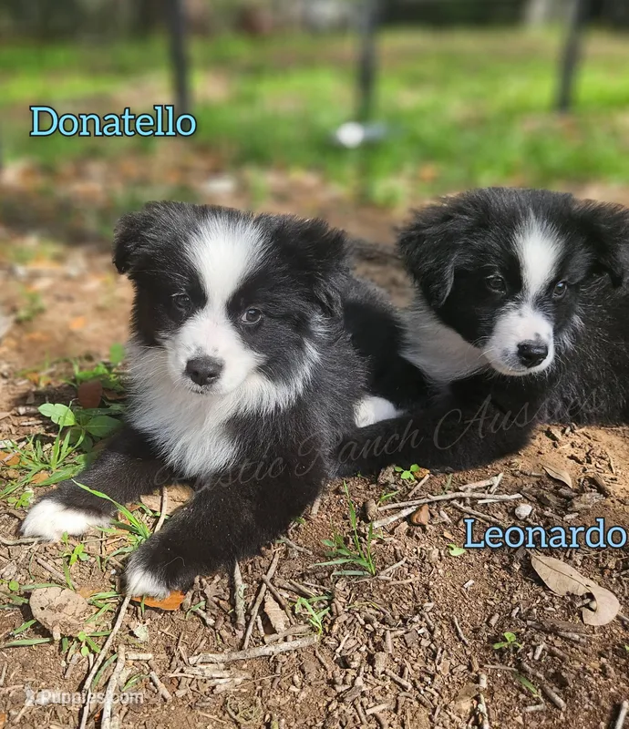 Donatello  – Miniature Australian Shepherd, Toy Australian Shepherd puppy for sale in Dale, TX