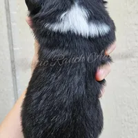 Donatello , a male Miniature Australian Shepherd and Toy Australian Shepherd for sale in Dale, TX – Photo 5 of 6