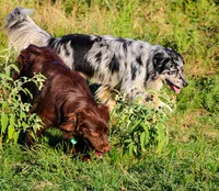 Ruby, a female Miniature Australian Shepherd for sale in Dale, TX – 3 of 5