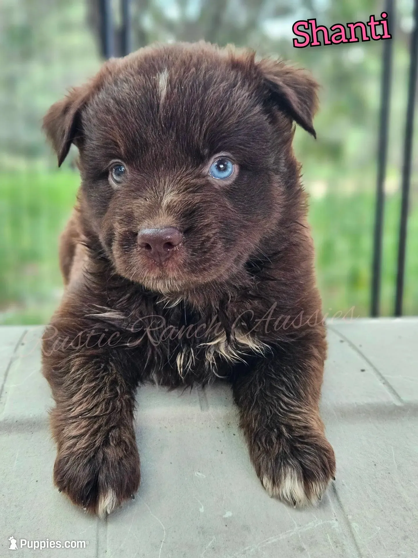 Shanti, a female Miniature Australian Shepherd for sale in Dale, TX – 3 of 5