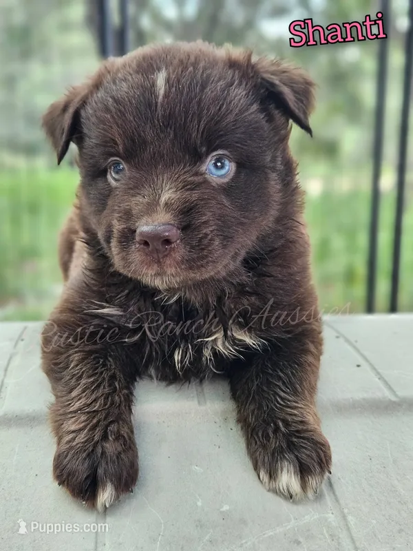 Shanti – Miniature Australian Shepherd puppy for sale in Dale, TX