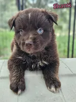 Shanti, a female Miniature Australian Shepherd for sale in Dale, TX – 1 of 3