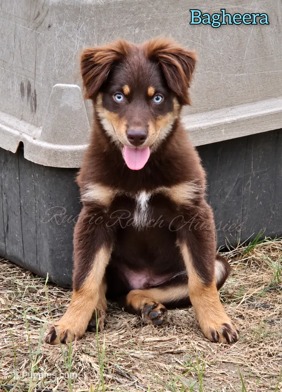 Bagheera – Miniature Australian Shepherd puppy for sale in Dale, TX