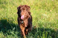 Raksha, a female Miniature Australian Shepherd for sale in Dale, TX – 5 of 5