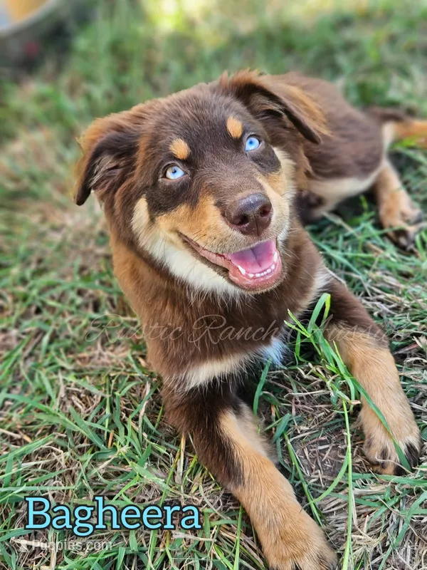 Bagheera – Miniature Australian Shepherd puppy for sale in Dale, TX