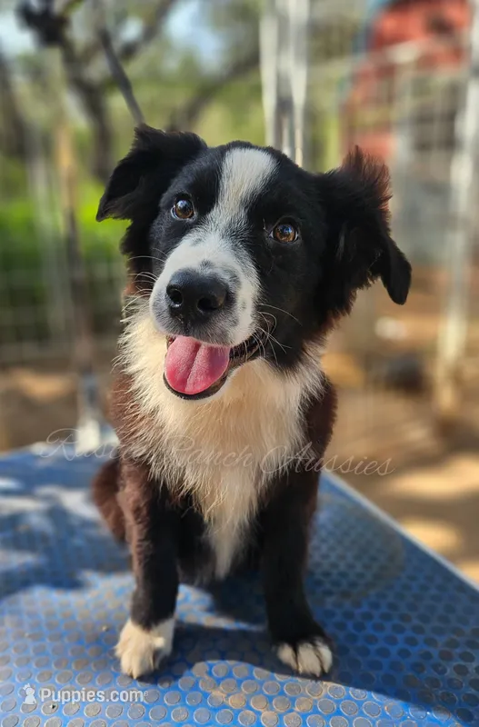 Leonardo  – Miniature Australian Shepherd, Toy Australian Shepherd puppy for sale in Dale, TX