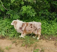 Jagger, a male Miniature Australian Shepherd for sale in Dale, TX – 4 of 8