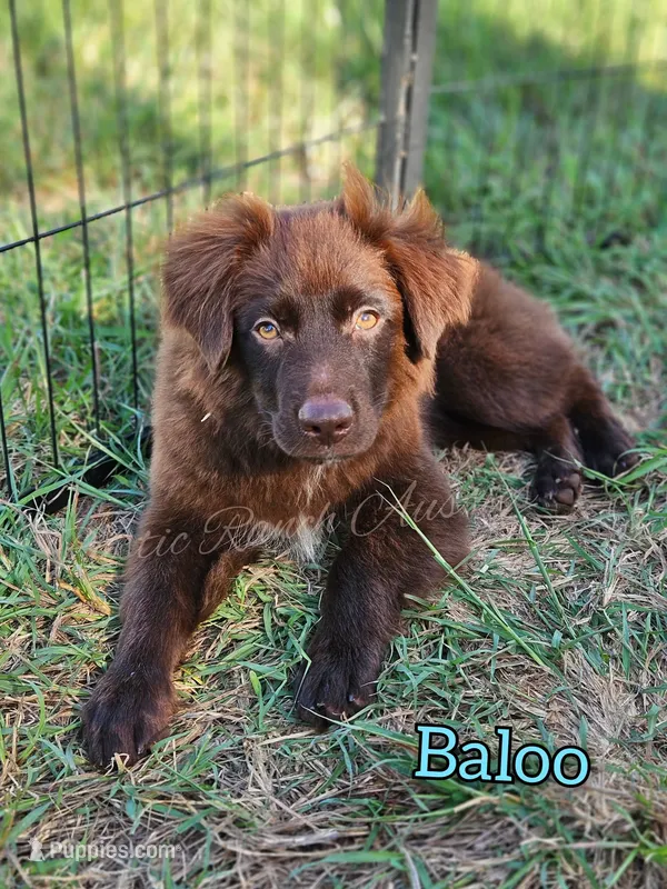 Baloo – Miniature Australian Shepherd puppy for sale in Dale, TX