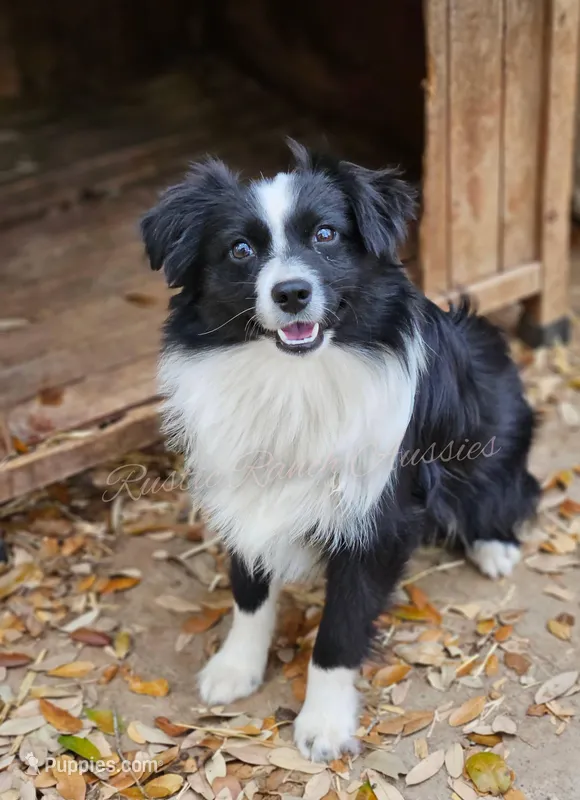 Moon – Toy Australian Shepherd puppy for sale in Dale, TX