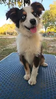 Baby, a female Toy Australian Shepherd for sale in Dale, TX – 3 of 3