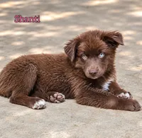 Shanti, a female Miniature Australian Shepherd for sale in Dale, TX – 1 of 5