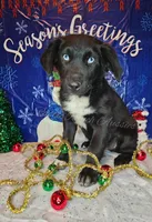 Bubbles, a female Miniature Australian Shepherd for sale in Dale, TX – Photo 4 of 10