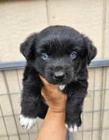 Bubbles, a female Miniature Australian Shepherd for sale in Dale, TX – Photo 7 of 10
