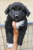Bubbles, a female Miniature Australian Shepherd for sale in Dale, TX – Photo 6 of 10