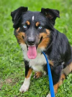 Bubbles, a female Miniature Australian Shepherd for sale in Dale, TX – Photo 10 of 10