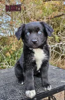 Bubbles, a female Miniature Australian Shepherd for sale in Dale, TX – Photo 5 of 10