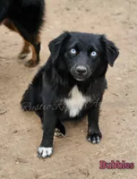 Bubbles, a female Miniature Australian Shepherd for sale in Dale, TX – Photo 1 of 10