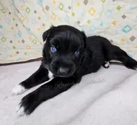 Bubbles, a female Miniature Australian Shepherd for sale in Dale, TX – Photo 8 of 10