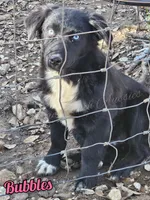 Bubbles, a female Miniature Australian Shepherd for sale in Dale, TX – Photo 3 of 10