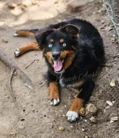 Arlo, a male Miniature Australian Shepherd for sale in Dale, TX – Photo 1 of 6