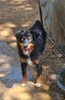 Arlo, a male Miniature Australian Shepherd for sale in Dale, TX – Photo 4 of 6