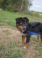 Arlo, a male Miniature Australian Shepherd for sale in Dale, TX – Photo 2 of 6